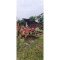 Aratro Musso Angelo M7V65 usato
